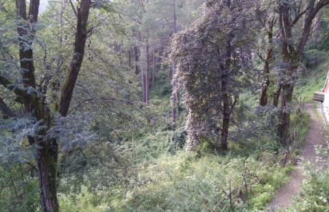 3.1 Bigha Land For Sale In Tuti Kandi / Shimla